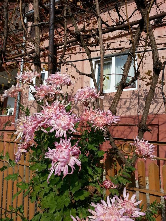Casuta dintre dealuri Vladesti Exterior foto